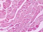 XPR1 Antibody (N-Terminus)
